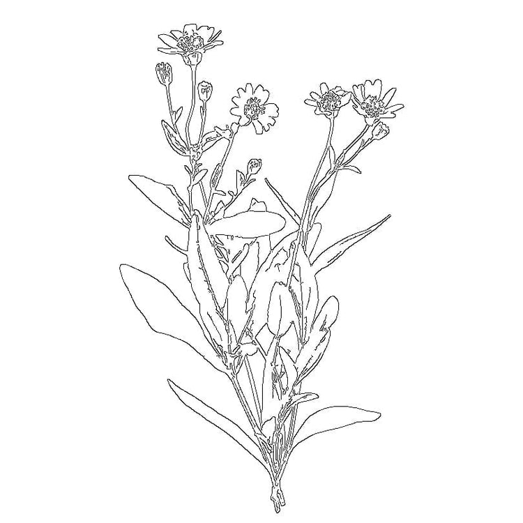 BIOXIDEA Arnica Montana Flower Extract