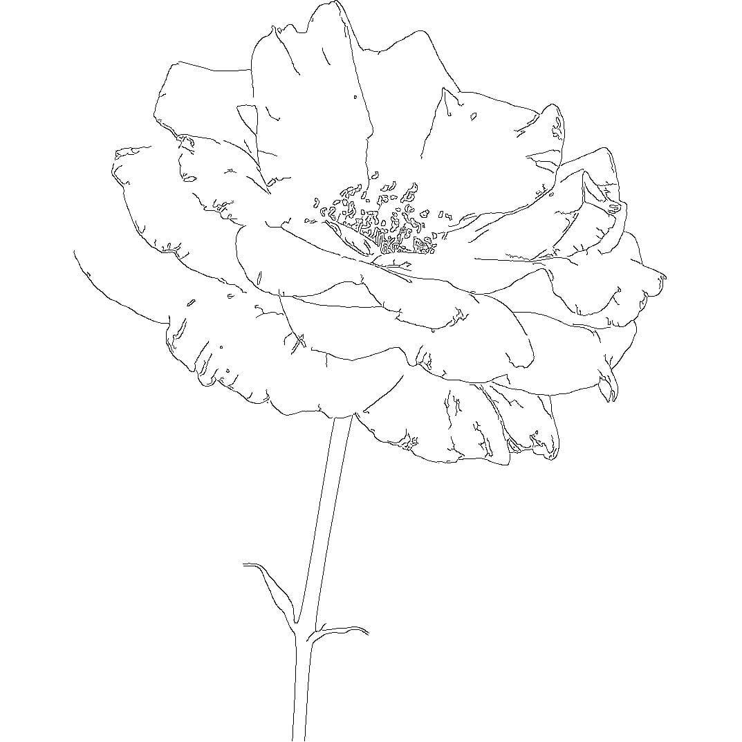 BIOXIDEA Rose